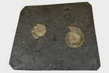 Dactylioceras Ammonite Cluster - Posidonia Shale, Germany #169435-1